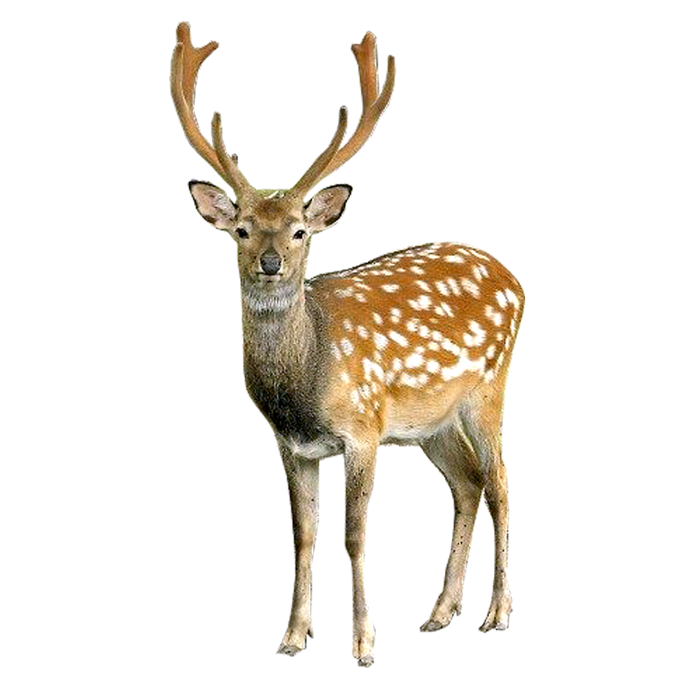 Deer Png File PNG Image