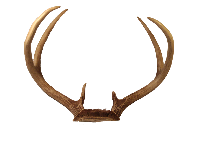 Transparent Deer Antlers PNG Image