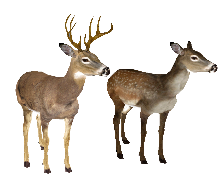 Whitetail Deer Head PNG Image