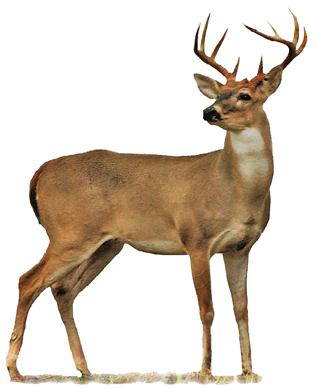 Full Body Deer Drawings Buck PNG Image