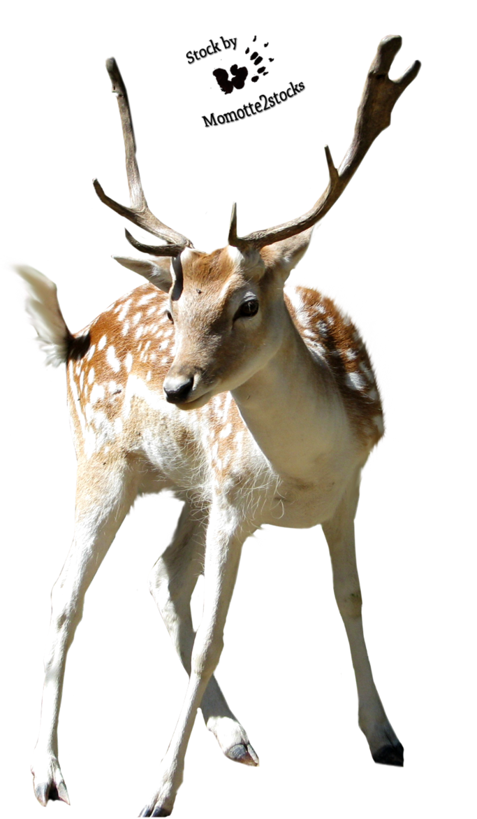 Christmas Deer PNG Image