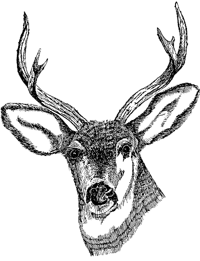 Deer Head Clipart PNG Image
