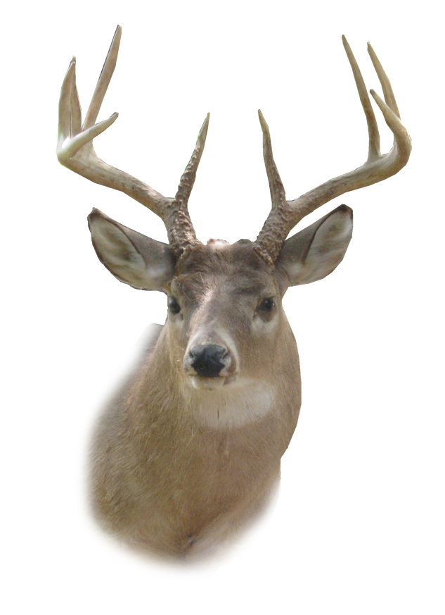 Deer Head Hd PNG Image