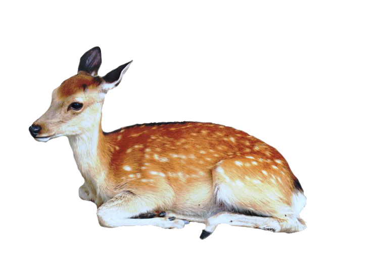 Deer Picture PNG Image