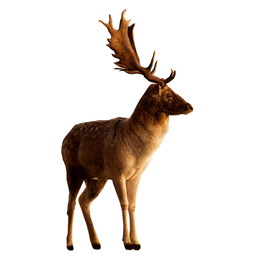Deer Free Png Image PNG Image