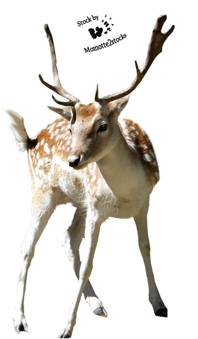 Deer Transparent PNG Image