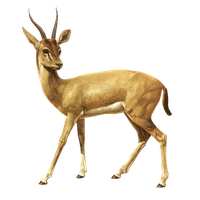 Download Gazelle Free Png Photo Images And Clipart Freepngimg