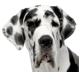 Dog Png Image Picture Download Dogs PNG Image