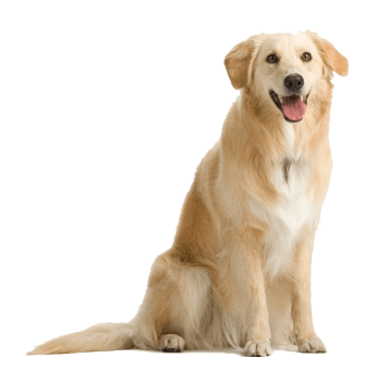 Dog Png Image PNG Image