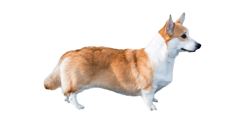 Cute Dog Corgi Free PNG HQ PNG Image