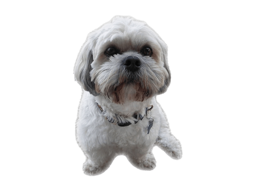 Shih Puppy Tzu Free Transparent Image HD PNG Image