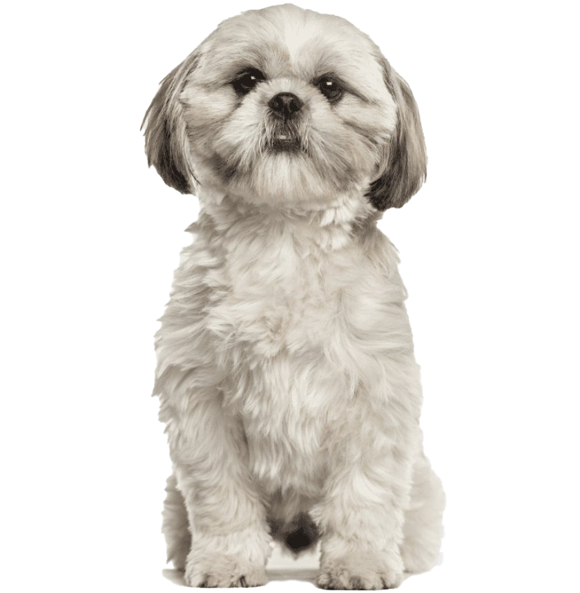 Picture Shih Puppy Tzu HD Image Free PNG Image