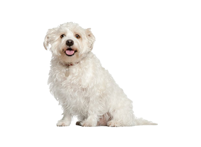 Shih Puppy Tzu Free Transparent Image HQ PNG Image