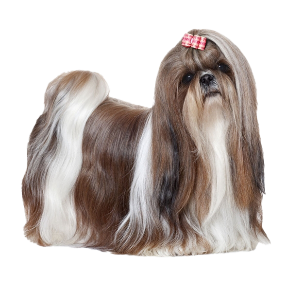 Shih Tzu Download HD PNG Image