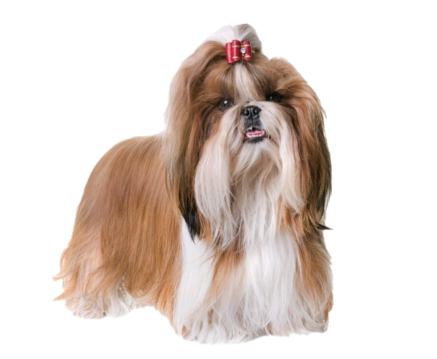 Cute Shih Tzu Free HD Image PNG Image