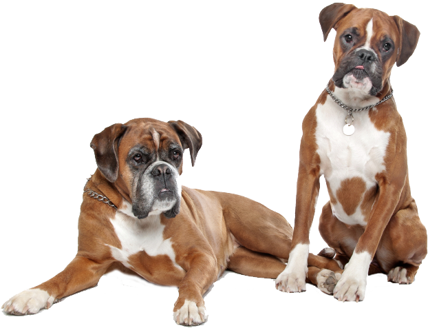 Couple Boxer Dog Free Photo PNG Image
