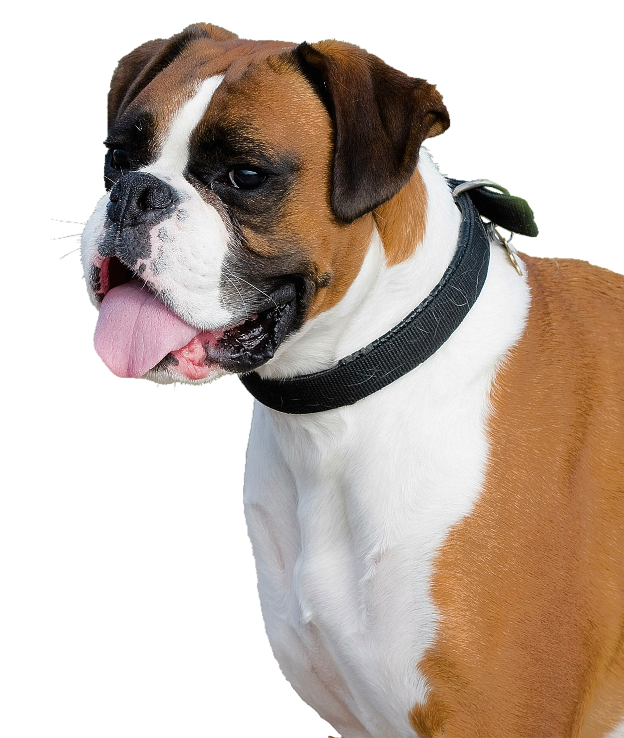 Tongue Boxer Dog Out Free Transparent Image HQ PNG Image