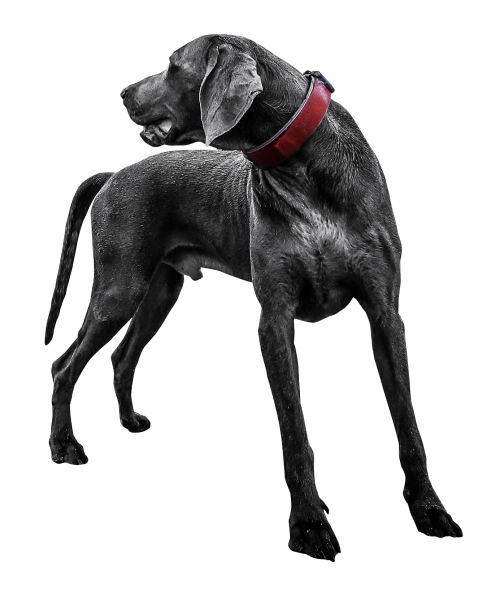 Legs Black Dog Long PNG Image High Quality PNG Image