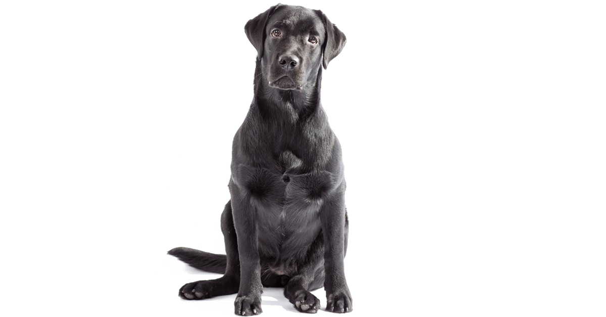 Sitting Black Labrador Dog Free Download Image PNG Image