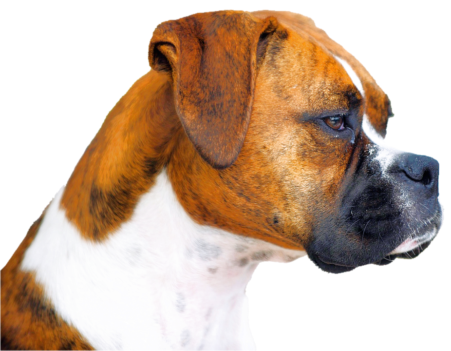 Boxer Dog Face HQ Image Free PNG Image