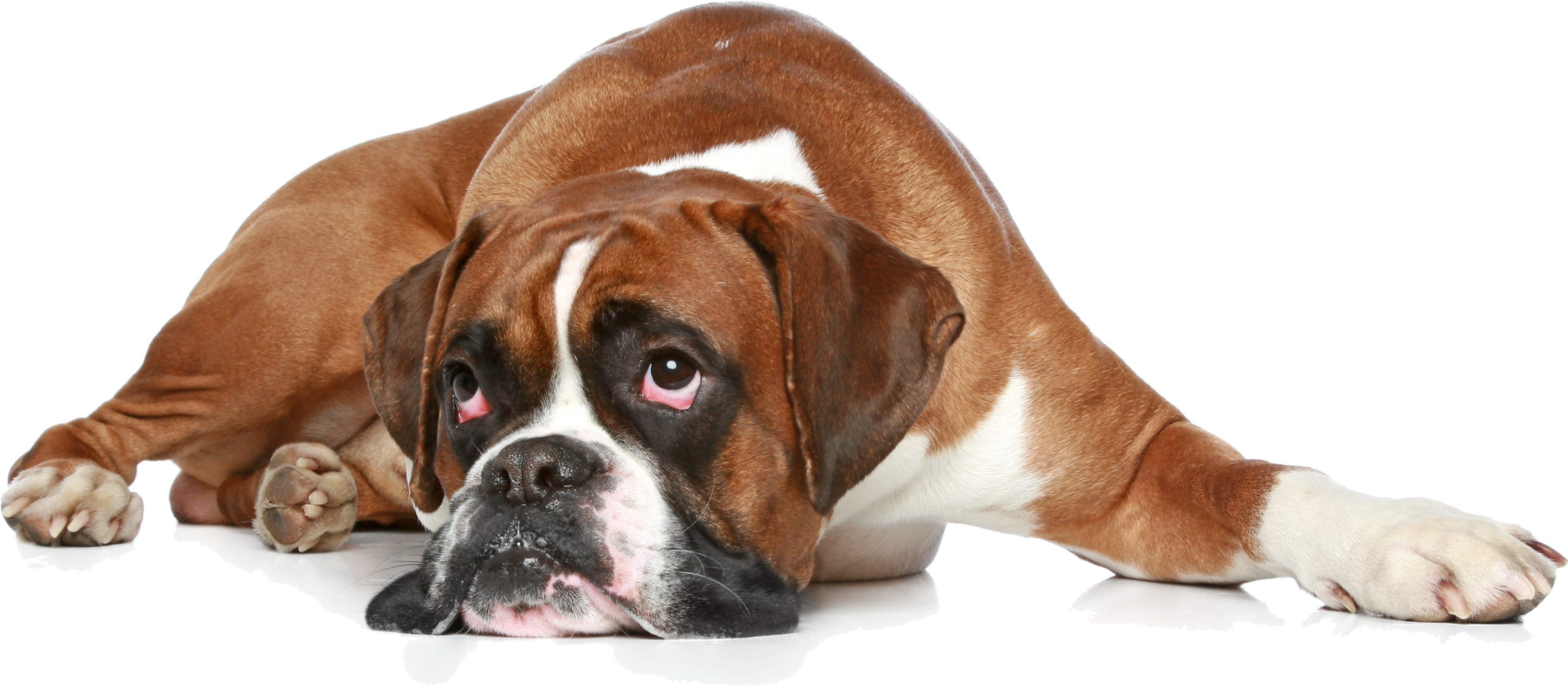 Boxer Dog Sad Free Download PNG HQ PNG Image