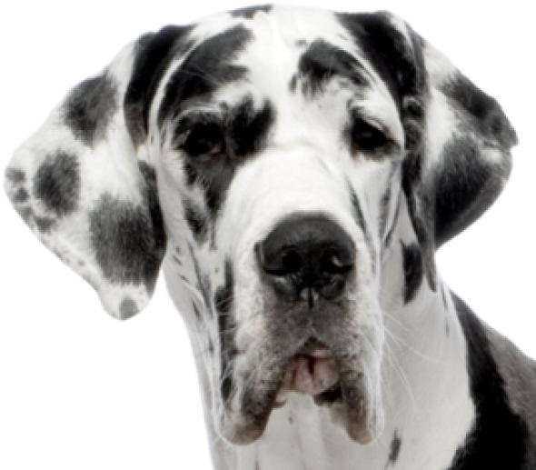 Dog Face Free Photo PNG Image