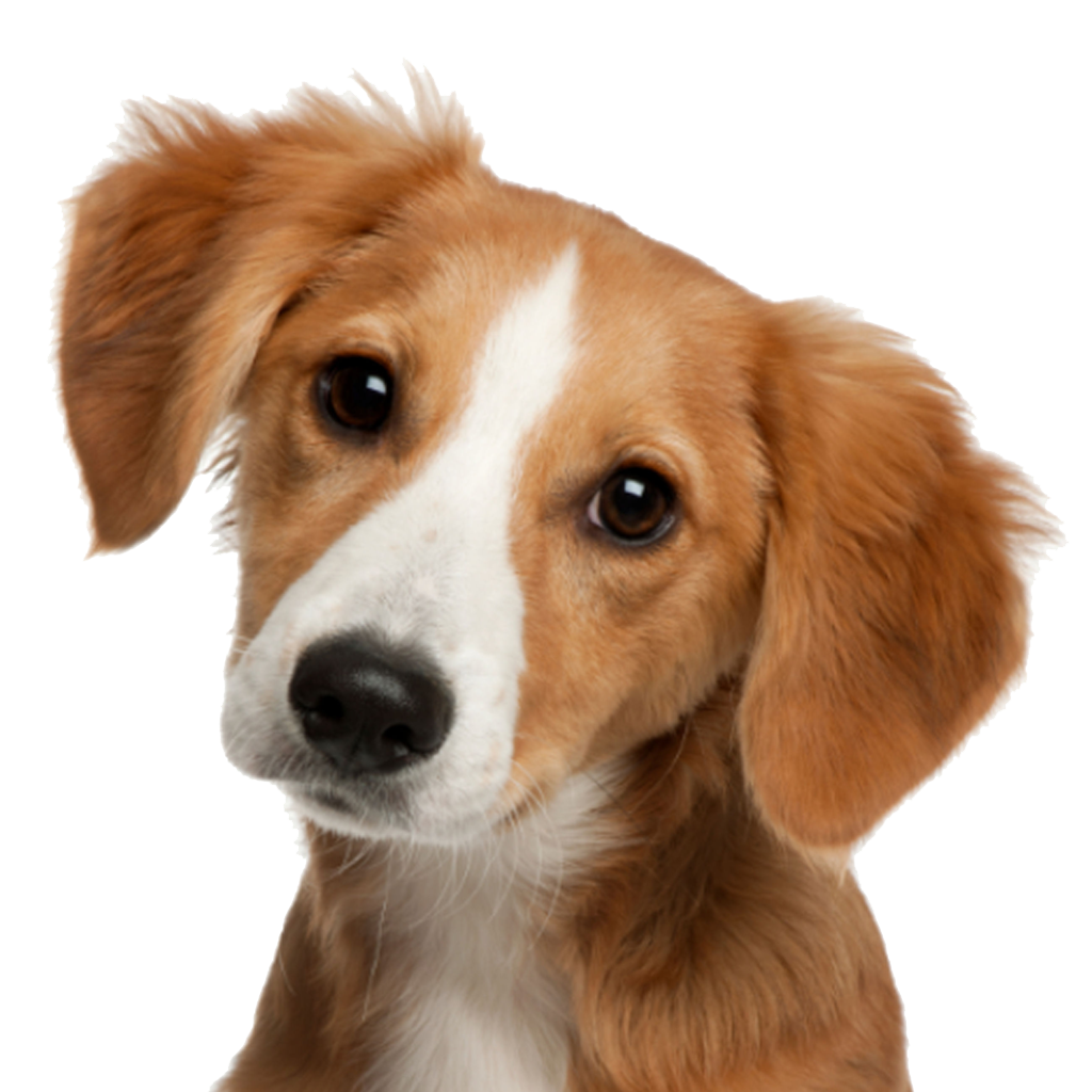 Puppy Dog Face Free Transparent Image HD PNG Image