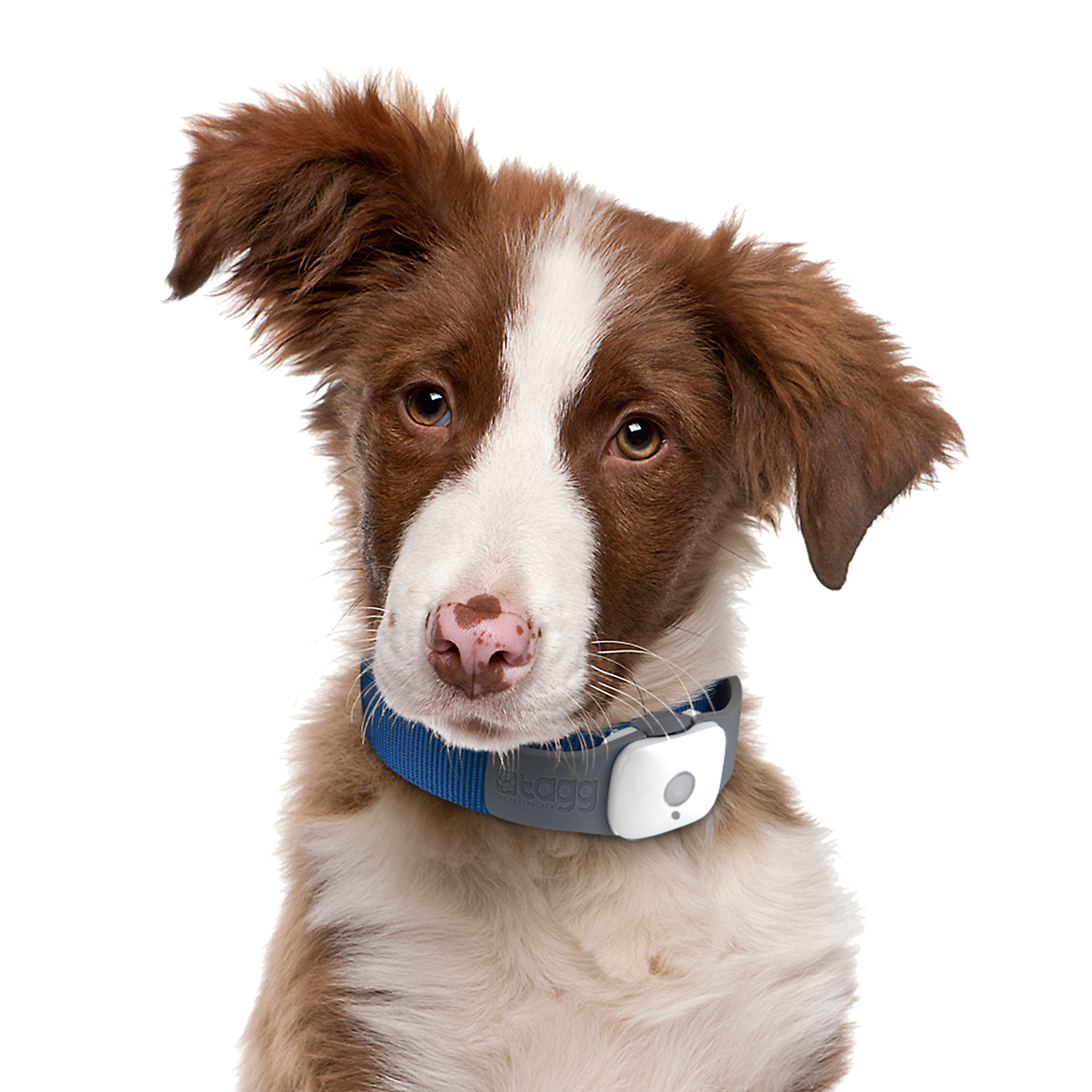 Puppy Pic Dog Face Download Free Image PNG Image
