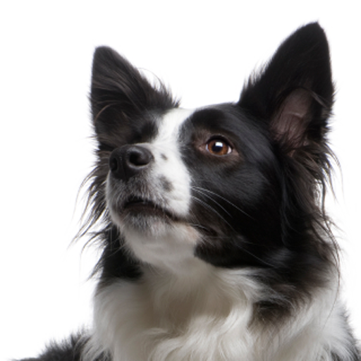 Border Collie Transparent PNG Image