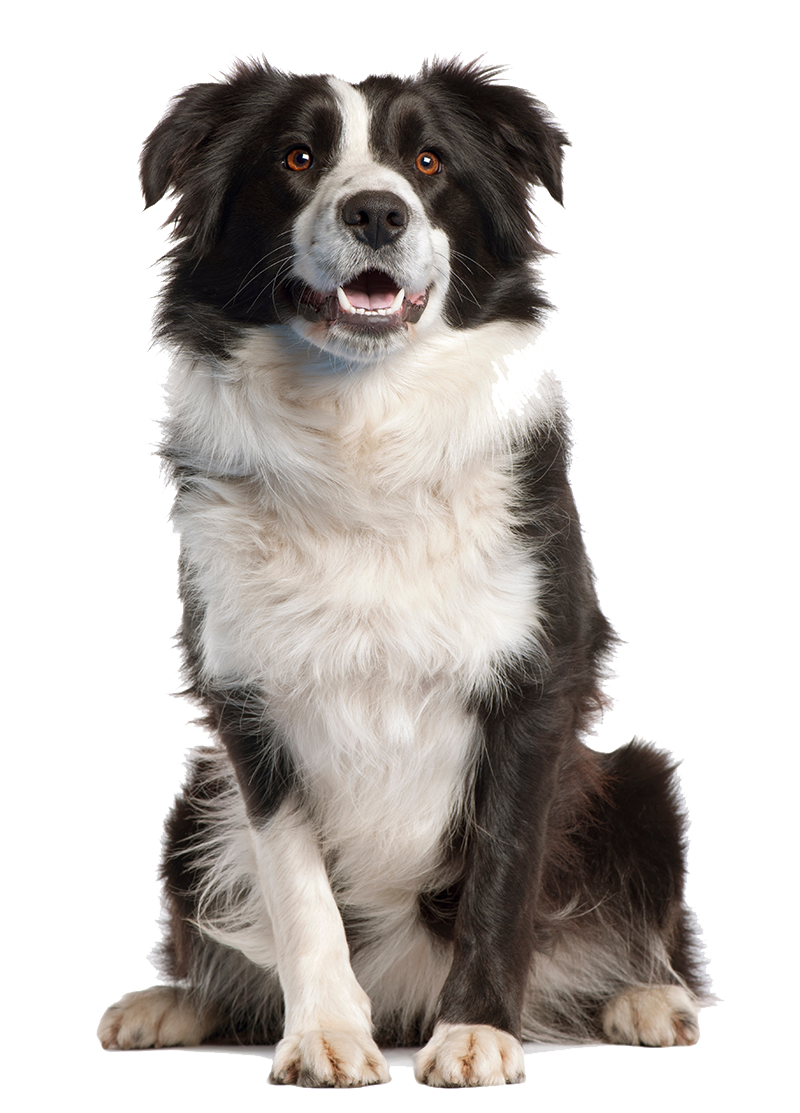 Border Collie Transparent Image PNG Image