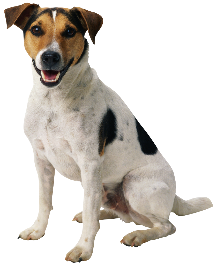 Dog PNG Image