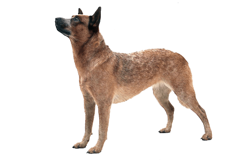 Dog Png Image Picture Download Dogs PNG Image