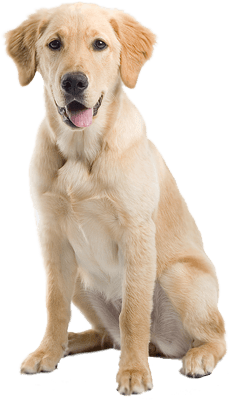 Dog Png Image PNG Image