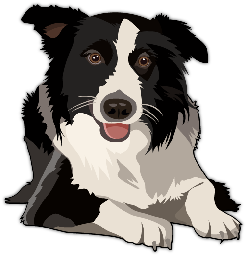 Border Collie Clipart PNG Image
