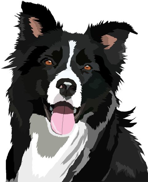 Border Collie File PNG Image