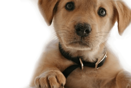 Dog Png Image PNG Image