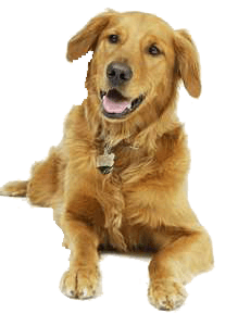 Dog Png Image PNG Image