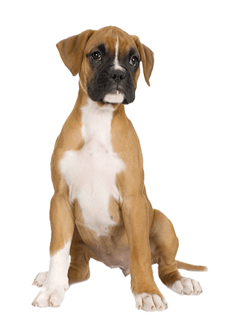 Dog Png Image Picture Download Dogs PNG Image