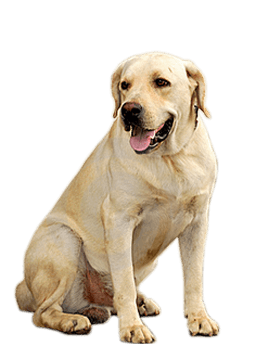 Dog Png Image PNG Image