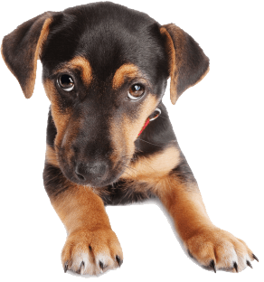 Dog Png Image PNG Image