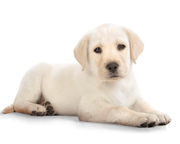 Dog Png Image PNG Image