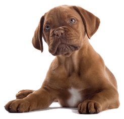 Dog Png Image PNG Image