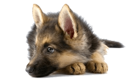 Dog Png Image PNG Image