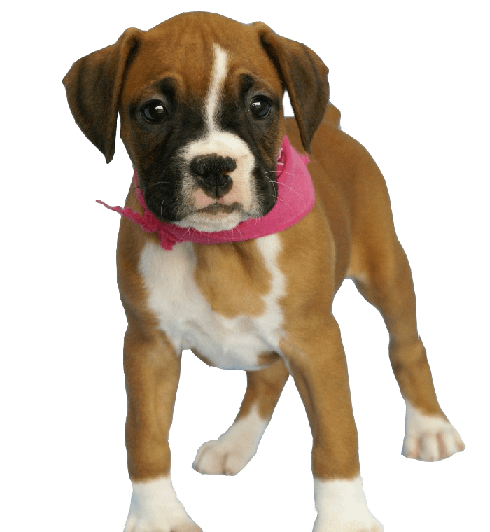 Dog Png Image PNG Image