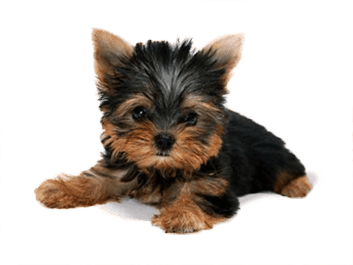 Dog Png Image Picture Download Dogs PNG Image