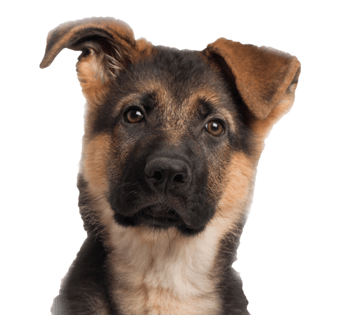 Dog Png Image Picture Download Dogs PNG Image