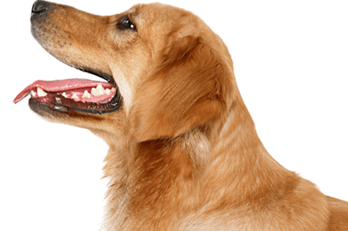 Dog Png Image Picture Download Dogs PNG Image