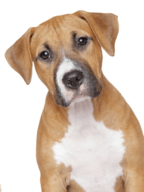 Dog Png Image Picture Download Dogs PNG Image