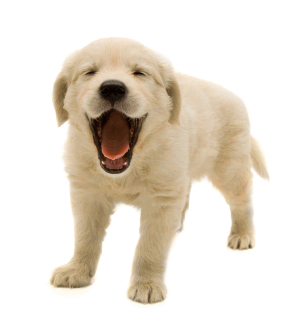 Dog Png Image Picture Download Dogs PNG Image