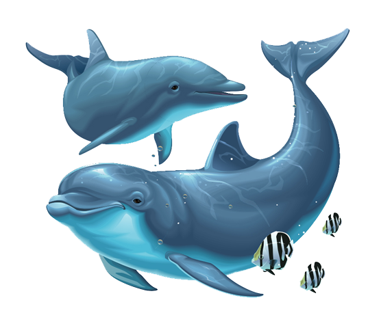 Dolphin Png File PNG Image